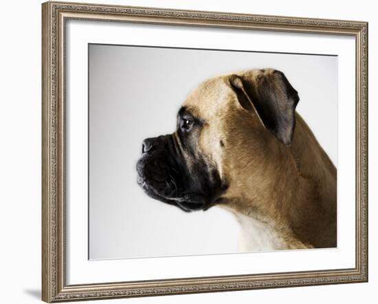 Boxer Dog-Henry Horenstein-Framed Photographic Print