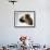 Boxer Dog-Henry Horenstein-Framed Photographic Print displayed on a wall