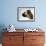 Boxer Dog-Henry Horenstein-Framed Photographic Print displayed on a wall