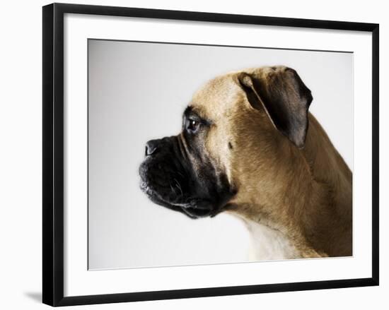 Boxer Dog-Henry Horenstein-Framed Photographic Print