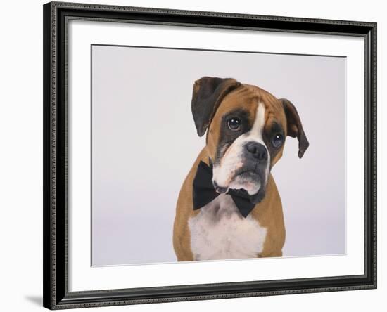 Boxer in a Bow Tie-DLILLC-Framed Photographic Print