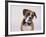 Boxer in a Bow Tie-DLILLC-Framed Photographic Print