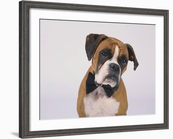 Boxer in a Bow Tie-DLILLC-Framed Photographic Print