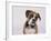 Boxer in a Bow Tie-DLILLC-Framed Photographic Print