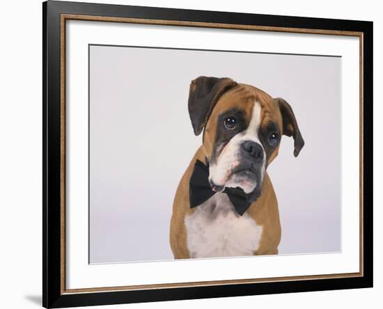 Boxer in a Bow Tie-DLILLC-Framed Photographic Print