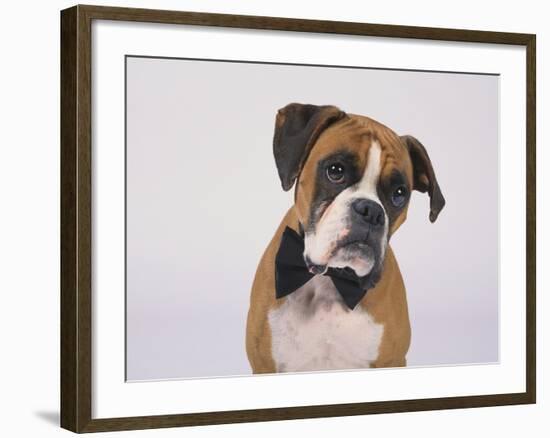 Boxer in a Bow Tie-DLILLC-Framed Photographic Print