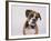 Boxer in a Bow Tie-DLILLC-Framed Photographic Print