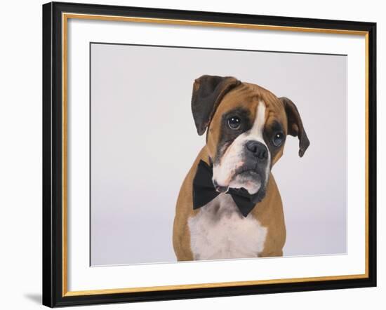 Boxer in a Bow Tie-DLILLC-Framed Photographic Print