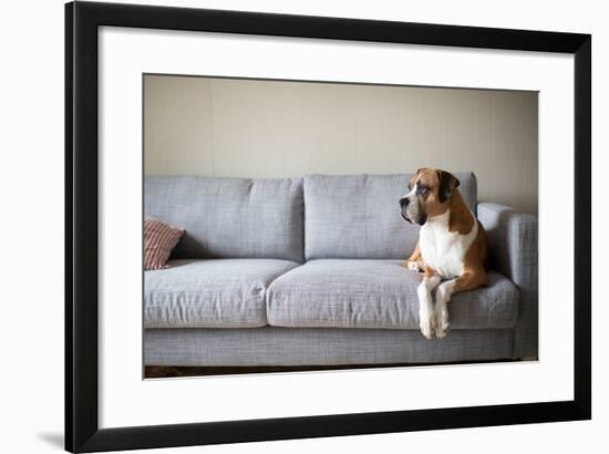 Boxer Mix Dog Laying on Gray Sofa at Home Looking in Window-Anna Hoychuk-Framed Photographic Print