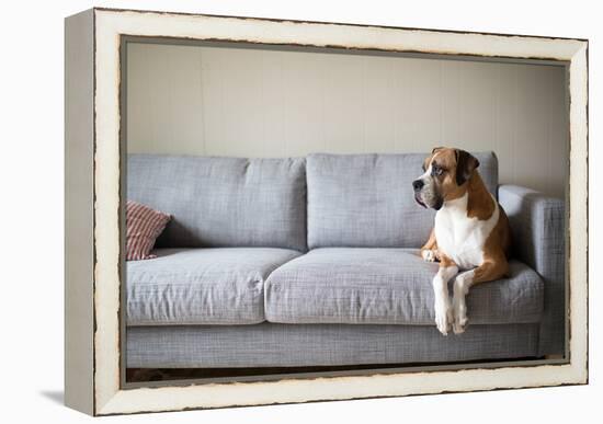 Boxer Mix Dog Laying on Gray Sofa at Home Looking in Window-Anna Hoychuk-Framed Premier Image Canvas