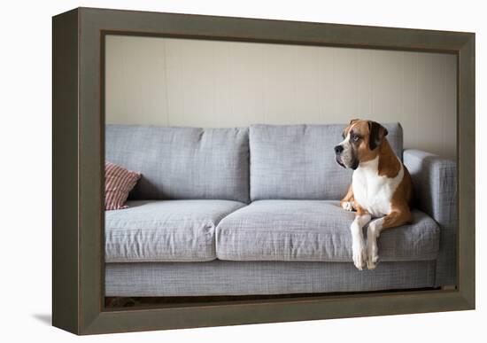 Boxer Mix Dog Laying on Gray Sofa at Home Looking in Window-Anna Hoychuk-Framed Premier Image Canvas