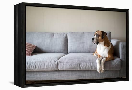 Boxer Mix Dog Laying on Gray Sofa at Home Looking in Window-Anna Hoychuk-Framed Premier Image Canvas