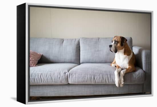 Boxer Mix Dog Laying on Gray Sofa at Home Looking in Window-Anna Hoychuk-Framed Premier Image Canvas