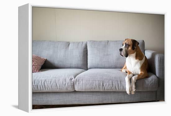 Boxer Mix Dog Laying on Gray Sofa at Home Looking in Window-Anna Hoychuk-Framed Premier Image Canvas