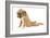 Boxer Puppy in Studio Sitting with Back-null-Framed Photographic Print