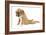 Boxer Puppy in Studio Sitting with Back-null-Framed Photographic Print