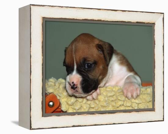 Boxer Puppy, USA-Lynn M. Stone-Framed Premier Image Canvas