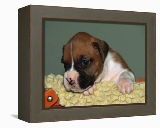 Boxer Puppy, USA-Lynn M. Stone-Framed Premier Image Canvas