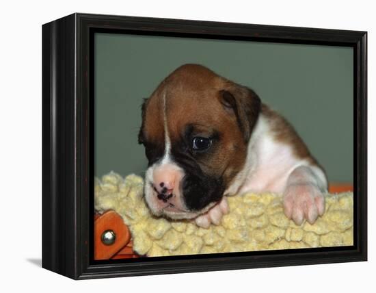 Boxer Puppy, USA-Lynn M. Stone-Framed Premier Image Canvas