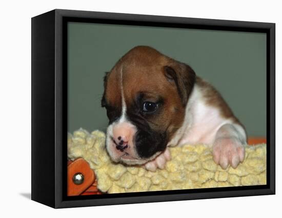 Boxer Puppy, USA-Lynn M. Stone-Framed Premier Image Canvas