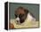 Boxer Puppy, USA-Lynn M. Stone-Framed Premier Image Canvas