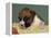 Boxer Puppy, USA-Lynn M. Stone-Framed Premier Image Canvas