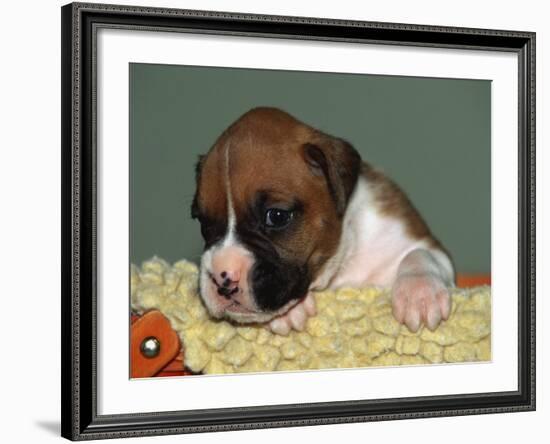 Boxer Puppy, USA-Lynn M. Stone-Framed Photographic Print