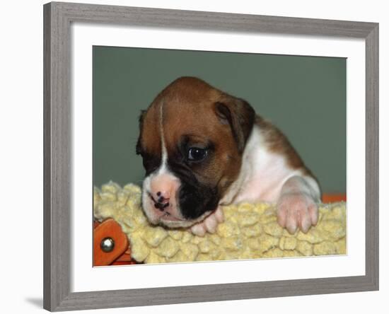 Boxer Puppy, USA-Lynn M. Stone-Framed Photographic Print