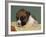 Boxer Puppy, USA-Lynn M. Stone-Framed Photographic Print