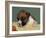 Boxer Puppy, USA-Lynn M. Stone-Framed Photographic Print