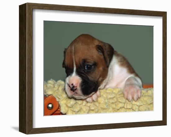 Boxer Puppy, USA-Lynn M. Stone-Framed Photographic Print