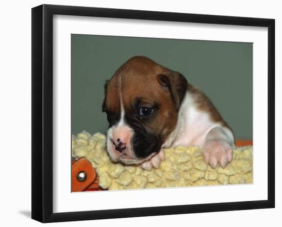 Boxer Puppy, USA-Lynn M. Stone-Framed Photographic Print