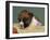 Boxer Puppy, USA-Lynn M. Stone-Framed Photographic Print