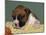 Boxer Puppy, USA-Lynn M. Stone-Mounted Photographic Print