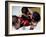 Boxer Receiving Advice-null-Framed Photographic Print