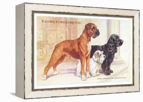 Boxer, Sealyham, Cocker Spaniel-null-Framed Stretched Canvas