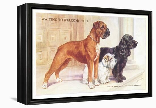 Boxer, Sealyham, Cocker Spaniel-null-Framed Stretched Canvas