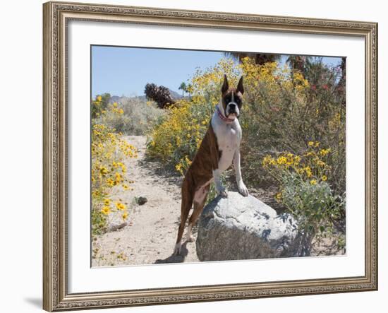 Boxer Standing by Garden Pathway-Zandria Muench Beraldo-Framed Photographic Print