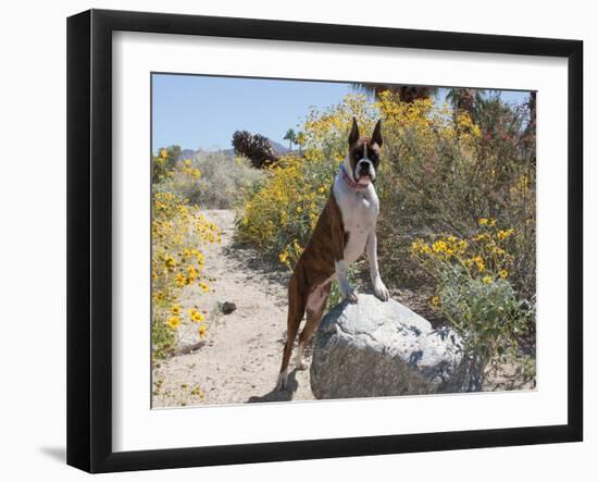 Boxer Standing by Garden Pathway-Zandria Muench Beraldo-Framed Photographic Print