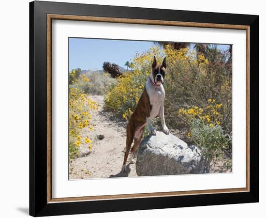 Boxer Standing by Garden Pathway-Zandria Muench Beraldo-Framed Photographic Print