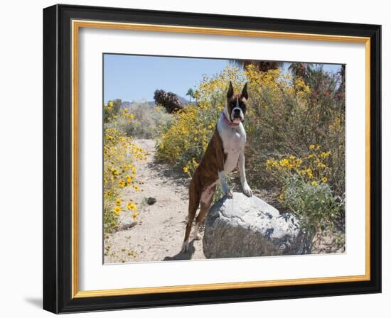 Boxer Standing by Garden Pathway-Zandria Muench Beraldo-Framed Photographic Print