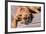 Boxer Waiting-Zandria Muench Beraldo-Framed Photographic Print