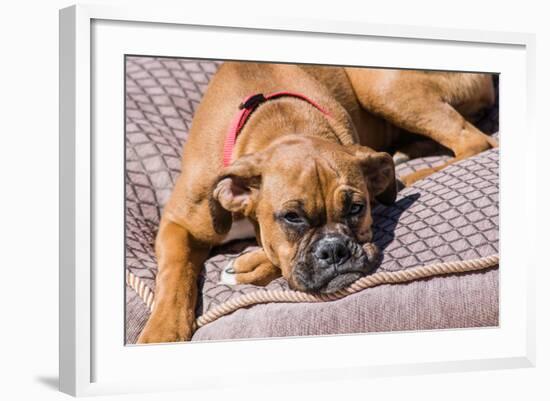 Boxer Waiting-Zandria Muench Beraldo-Framed Photographic Print