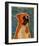 Boxer-John Golden-Framed Art Print