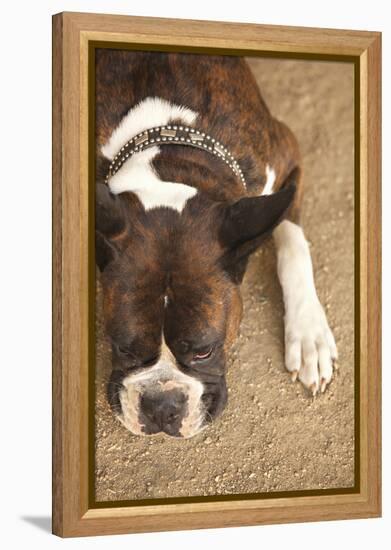Boxer-Karyn Millet-Framed Premier Image Canvas