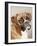 Boxer-Janet Pidoux-Framed Giclee Print