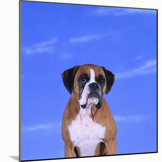 Boxer-DLILLC-Mounted Photographic Print