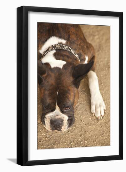Boxer-Karyn Millet-Framed Photographic Print