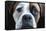 Boxer-Lori Hutchison-Framed Stretched Canvas