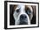 Boxer-Lori Hutchison-Framed Photographic Print